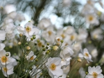 *** ANEMONE HUPEHENSIS***