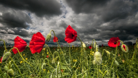 lovely field of poppies - flowers, field, dark, clouds