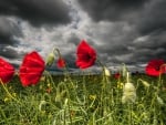 lovely field of poppies