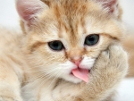 Cat licking.