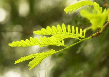 Fern Leaf - leaves, fern, greenery