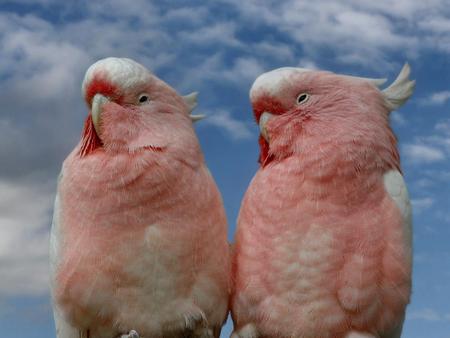 Parrots - parrots, birds, animal, sky