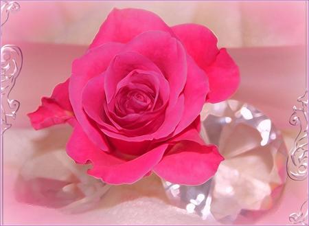 Rose - nature, rose, flower, pink