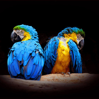 Beautiful Macaws