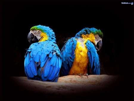 Beautiful Macaws - 2, macaws, birds, branch