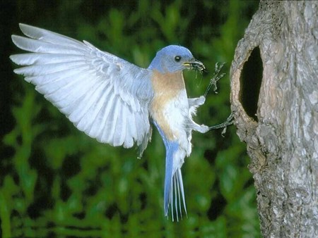 Back to the nest - insect in mouth, bird, tree hollow