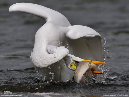 Bird Versus Fish - fish in beak, ocean, white bird