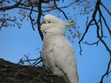 White Cockatoo