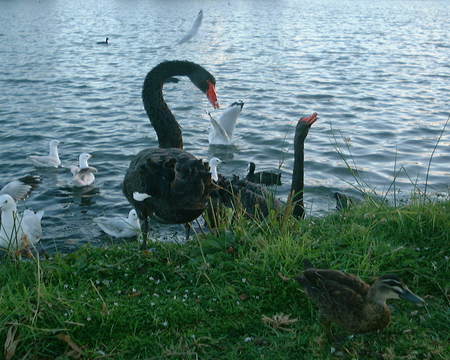 Black Swans - lake, grass, black swans, seagulls, ducks