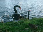 Black Swans