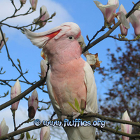 Cockatoo in Magnolia tree