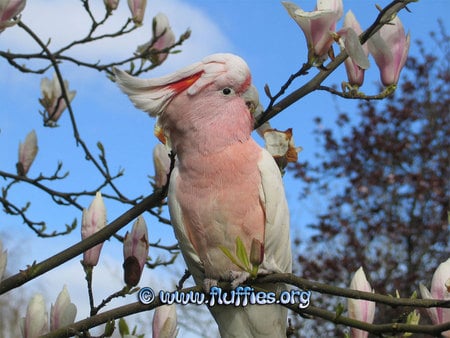 Cockatoo in Magnolia tree - cockatoo, flowers, magnolia tree, parrot