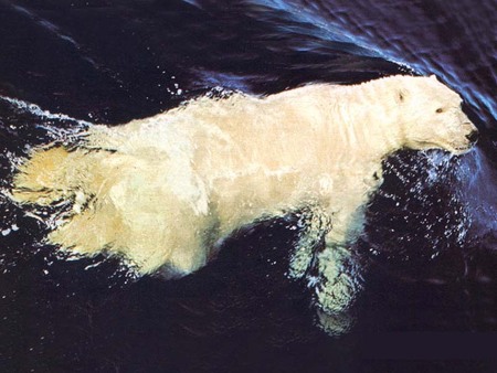 Daily Swim - polar bear, water, swimming