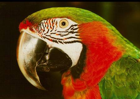 Macaw Closeup - green and red macaw, closeup, parrot