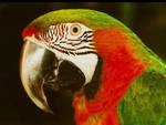 Macaw Closeup