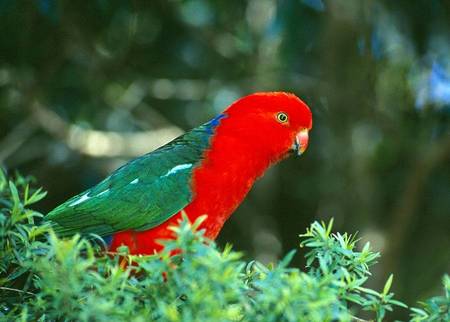 King Parrot - tree, king parrot, parrot