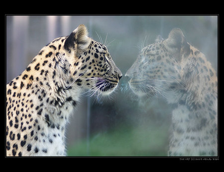 Mirror Image - mirror reflection, leopard