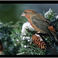 Bird in Snowy Tree