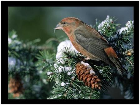 Bird in Snowy Tree - bird, winter, acorn, snow, tree