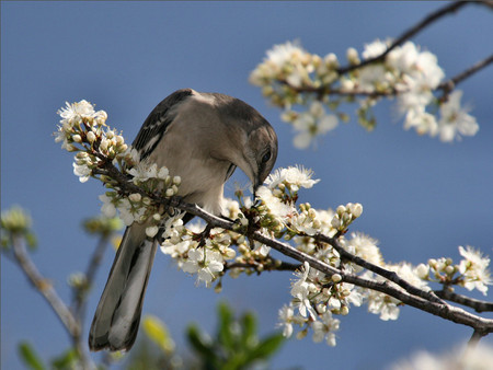 Mockingbird in Blossom Tree - tree, mockingbird, blossoms