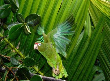 Parrot Flight - palm trees, green parrot in flight