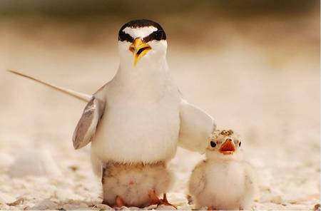 Mother and chick - mother bird, chick, sand