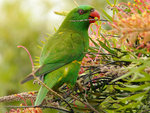 Parrot in Grevillea