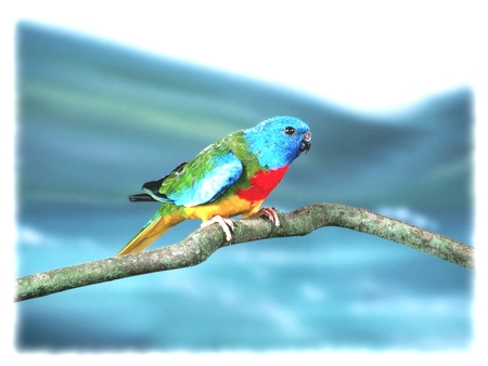 Parrot on Branch - tree branch, rainbow parrot