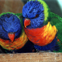 Rainbow Lorikeets