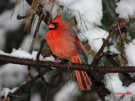 Red Cardinal - red cardinal, winter, trees, snow