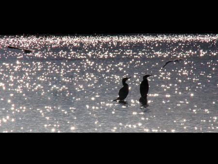 Birds in Sparkling Water - sparkling water, black birds