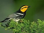 Yellow Headed Bird