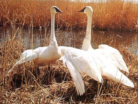 White Geese - grasslands, water, white geese