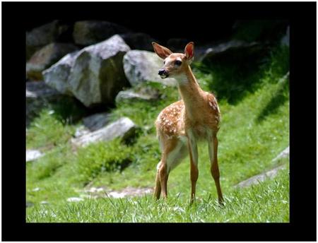 Spotted Fawn - fawn, deer, grass, black frame, mountain, rocks