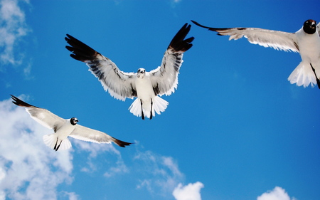 Birds in Flight - 3, birds flying, sky, clouds