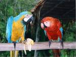 Macaws eating banana