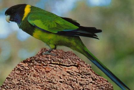 Ringnecked Parrot - ringneck, on mound, black head, parrot