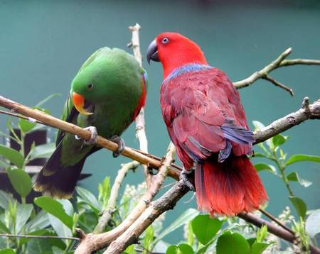 Eclectus Parrots - branches, eclectus parrots