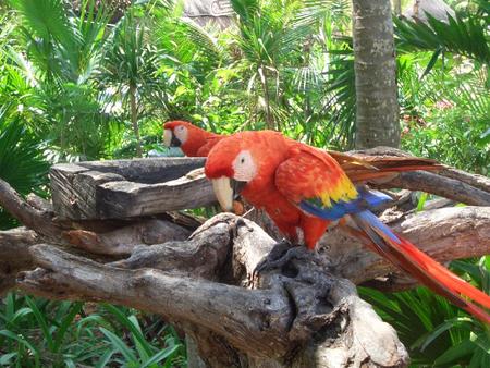 Jungle Birds - trees, jungle, parrots, palms, macaws