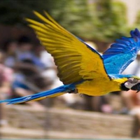 Macaw Freedom