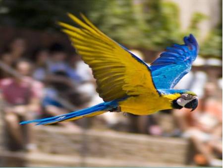 Macaw Freedom - in flight, parrot, macaw