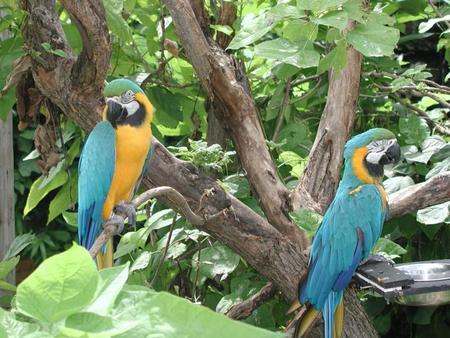 Macaw Parrots - parrots, trees, tropical, macaw