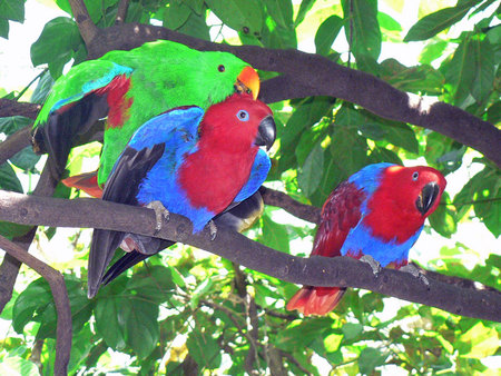 Parrots in tree - 3 parrots, tropical, preening, trees