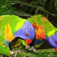 Rainbow Lorikeets