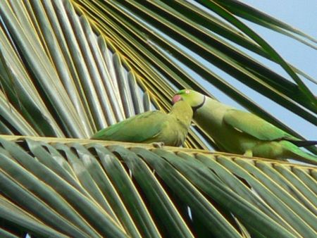 Romancing Ringnecked Parrots - ringneck parrots, palm tree