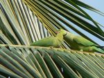 Romancing Ringnecked Parrots