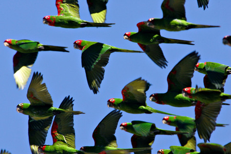 Wild Parrots - flying, wild parrots, blue sky