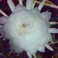 night flower