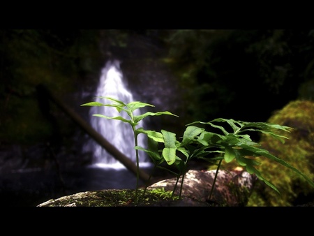 HIDDEN FALLS - plants, falls