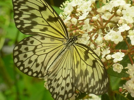 Up close - white, up close, butterfly, flowers